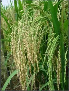 秈稻(圖片來自網(wǎng)絡(luò))