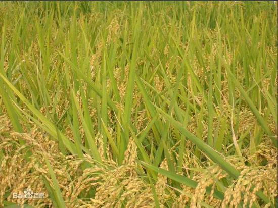 粳稻(圖片來自網(wǎng)絡(luò))