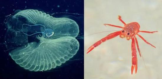 ����������΢С���ЙC(j��)�w����ʳ������������x(ch��ng) ���� ���h(yu��n)��tз ���ң� ���������ܕ�(hu��)��С����ʳˮ��(sh��)������̎������΢�� 