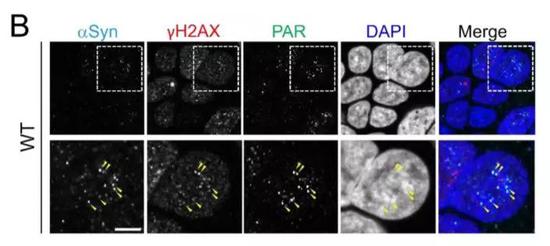  ����-ͻ�|�˵����c����ؓ(f��)؟(z��)DNA�ޏ�(f��)��Ԫ��������ͬ�Ķ�λ���DƬ��Դ�������Y��[1]��